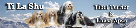 Ti La Shu Tibet Terrier & Lhasa Apso