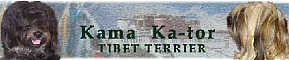 Kama Ka-tor Tibet Terrier