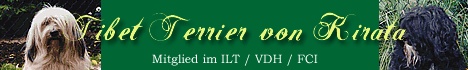 Tibet Terrier von Kirata - Mitglied im ILT / VDH /FCI